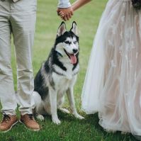 Can a Dog Be a Witness for a Wedding? State Witness Rules Explained