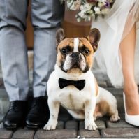 Pets in Weddings: How to Involve Fur Babies in the Big Day