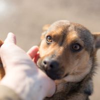 What is a Pet Blessing Ceremony?