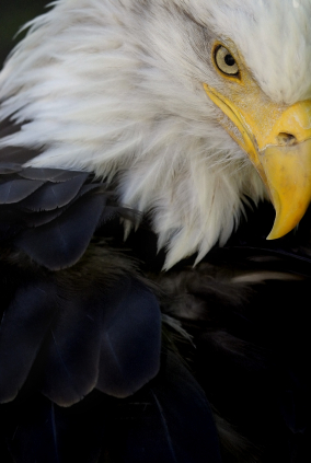 Bald eagle