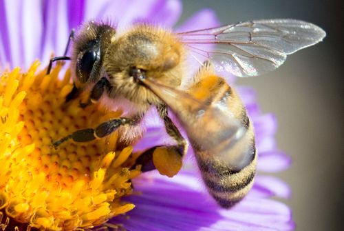 Bee on a Flower