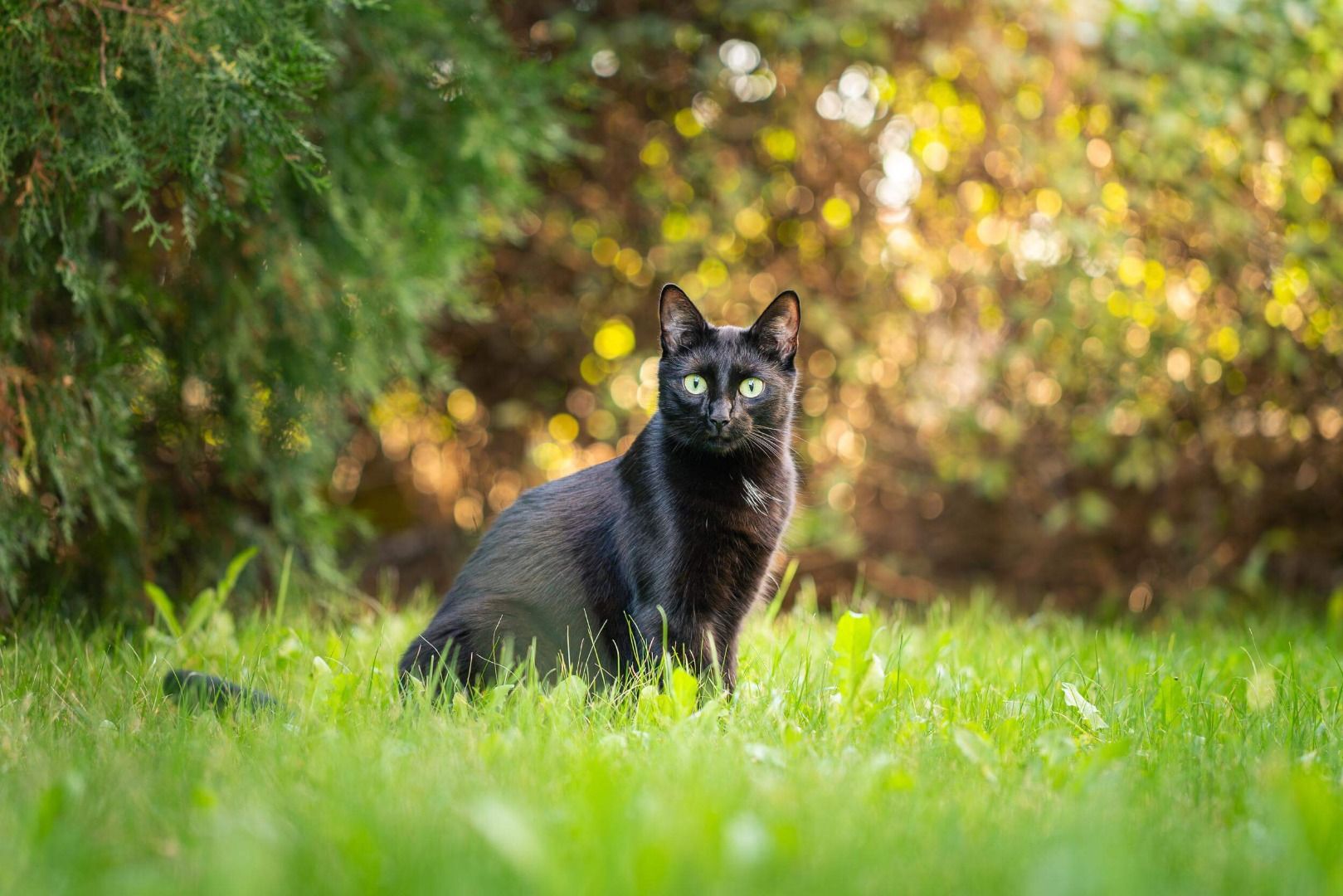 Black cat with green eyes sitting in the grass, a symbol of good luck in some wedding traditions.
