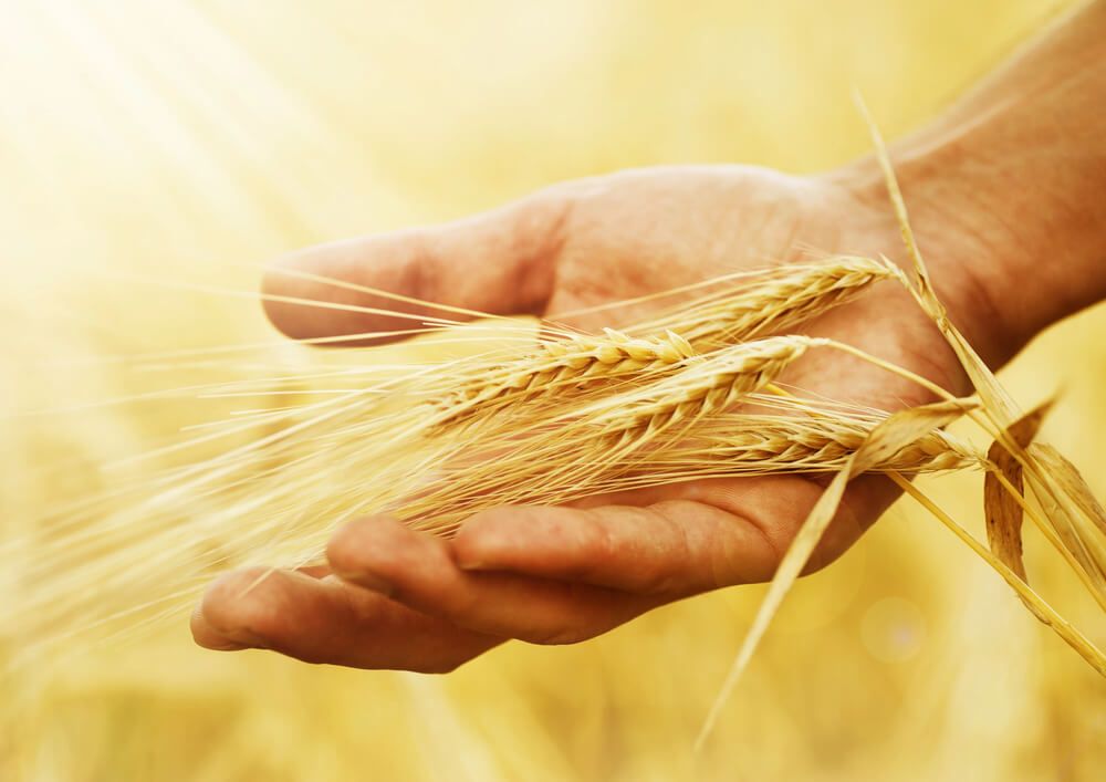 How to celebrate Lammas.