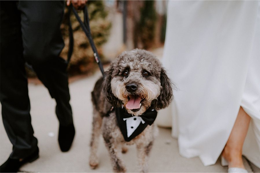 a pet dog wearing a tuxedo collar on leash during wedding