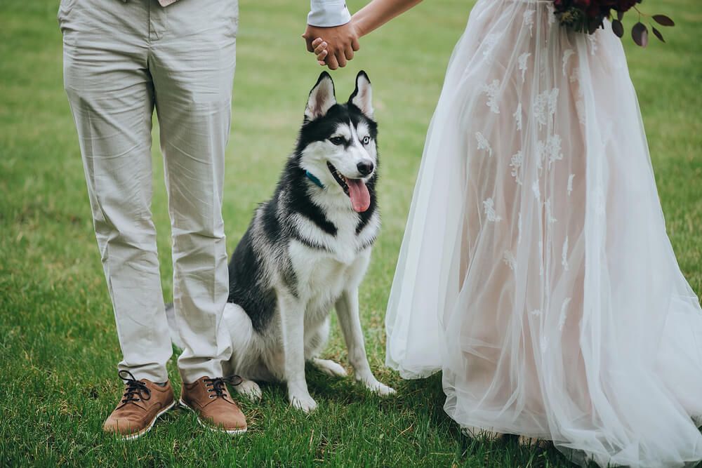 Dog sitting between bride and groom.