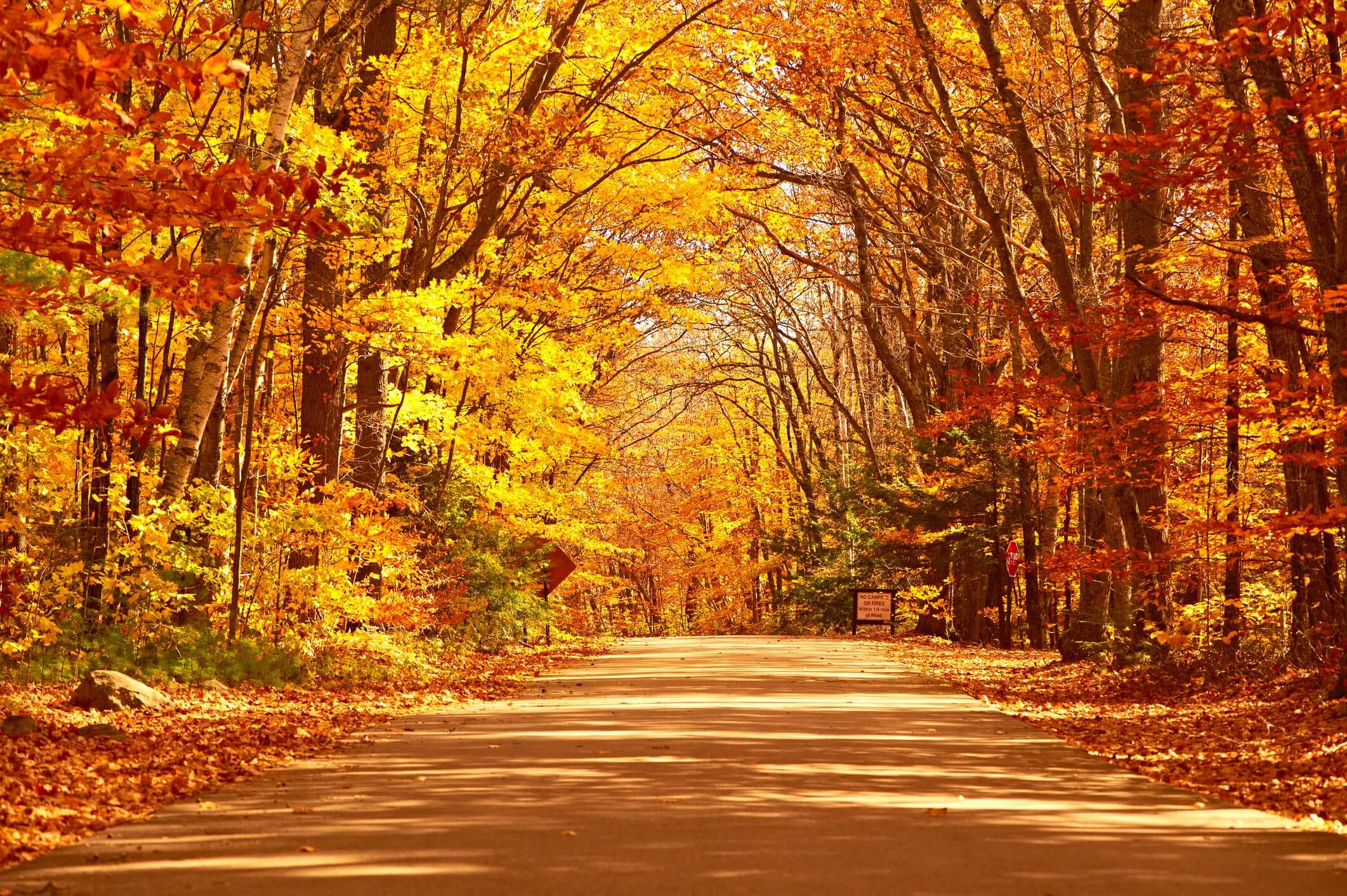 Autumn scene with road