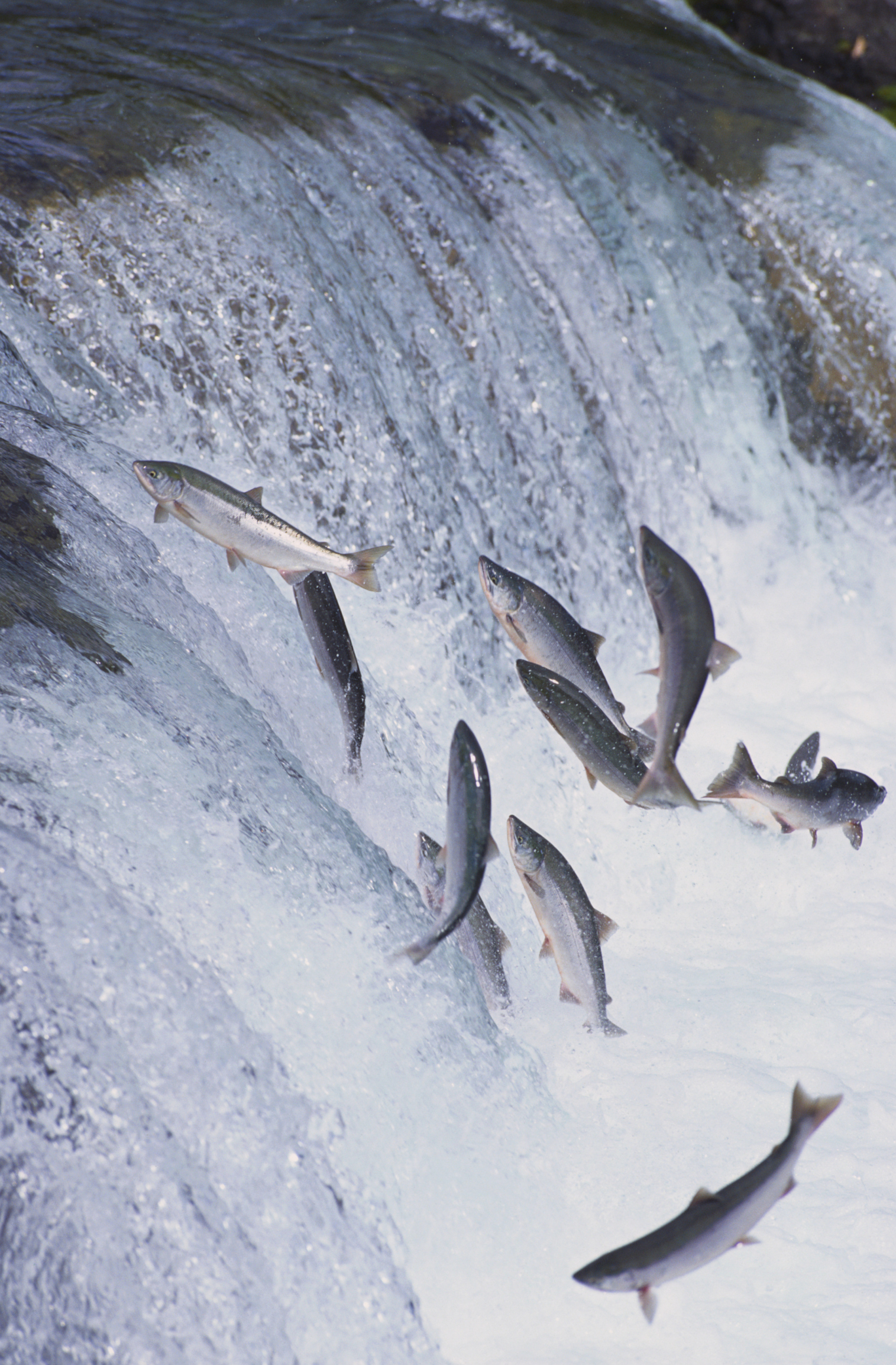 Photo of salmon swimming up a waterfall