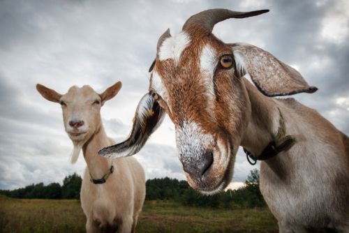Goats Posing Like They're On A Rap Album Cover