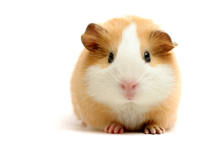 Rick Perry, Stem Cell Guinea Pig