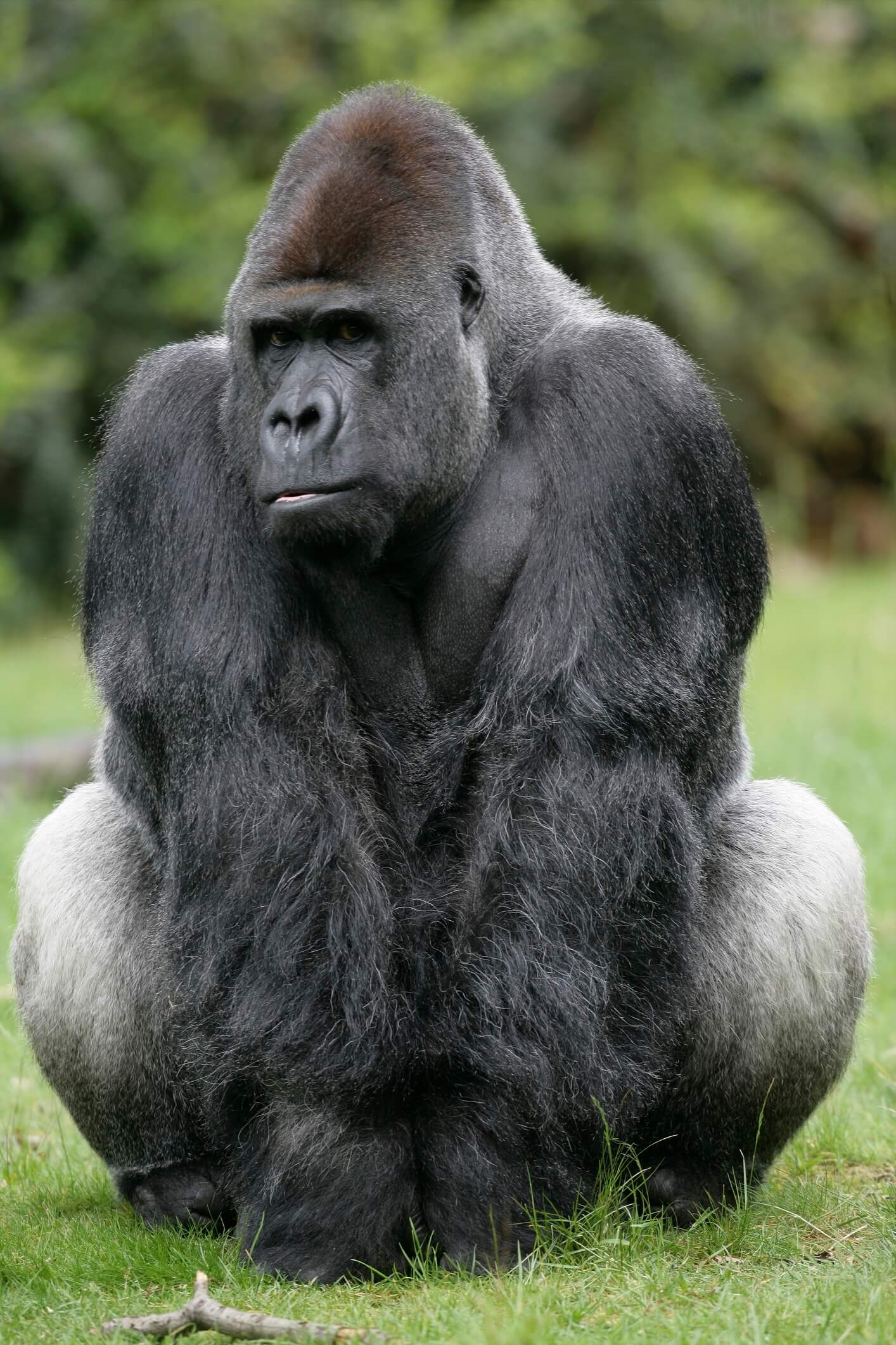 western lowland gorilla