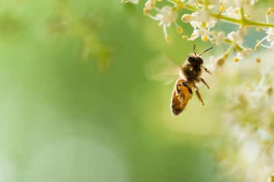 A flying insect collecting pollen