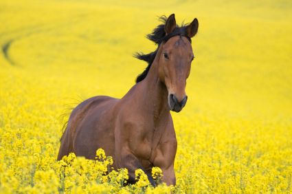 Horse in a field