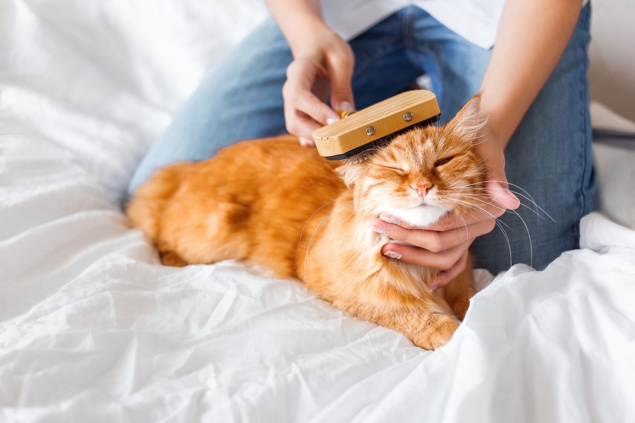 Woman taking care of a cat.