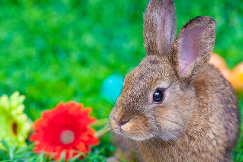 A bunny celebrating Easter