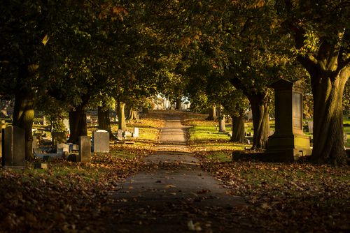 Tree-Lined Path at a Cemetery