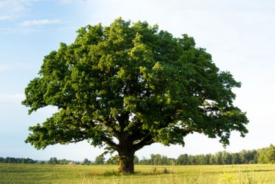 A Tree Representing the Million Tree Project