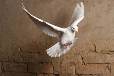 A white dove bird in flight