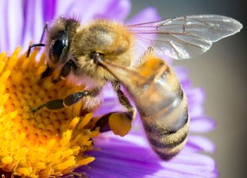 How To Cultivate a Bee-Friendly Church Garden