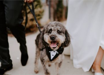 Pets in Weddings: How to Involve Fur Babies in the Big Day