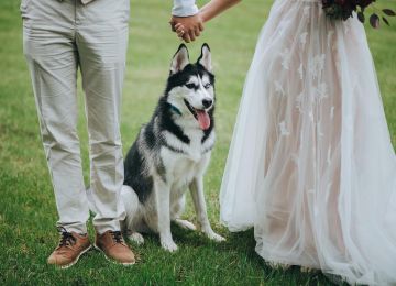 Can a Dog Be a Witness for a Wedding? State Witness Rules Explained
