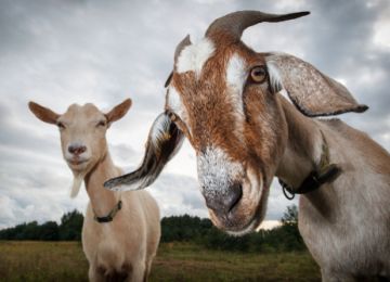In Defense of Goats