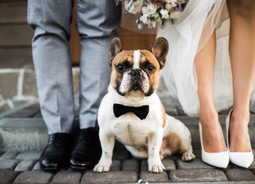 Pets in Weddings: How to Involve Fur Babies in the Big Day