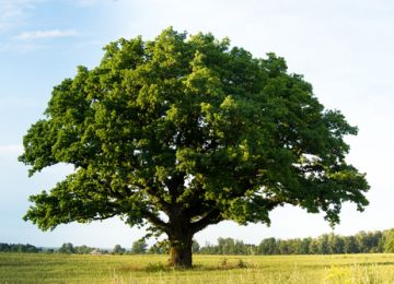 Sikhs Engaged in The Million Tree Project Worldwide