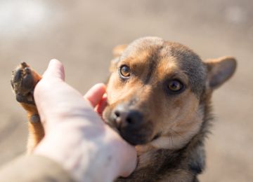 What is a Pet Blessing Ceremony?