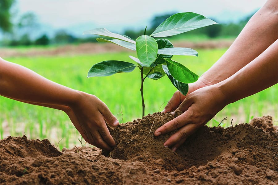 Couple planting tree together at tree planting wedding ceremony